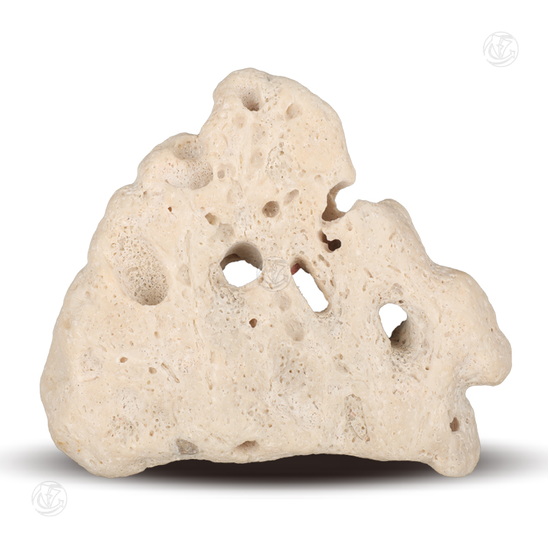 海洋生物化石（母与子）